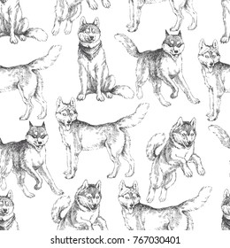 Vector seamless pattern with siberian huskies in different action isolated on white. Vintage hand drawn texture with running, sitting and jumping dogs.