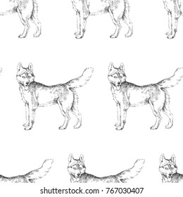 Vector seamless pattern with siberian husky. Hand drawn texture with cute dog