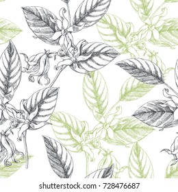 Vector seamless pattern with tropical flowers. Vintage botanical illustration with ylang-ylang blooming branches. Floral hand drawn texture.