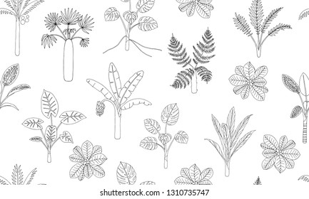 Vector seamless pattern of tropical plants. Repeat background of jungle foliage. Hand drawn palm tree, banana, monstera, dieffenbachia, Terminalia, fern, alocasia, cordyline. Home tropic wallpaper