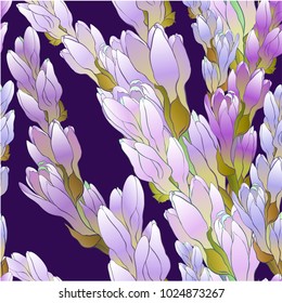 Vector seamless pattern. Tuberose - branches. Medicinal, perfumery and cosmetic plants. Wallpaper. Use printed materials, signs, posters, postcards, packaging. 