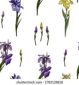 Vector seamless pattern with violet and yellow iris flowers, buds and green leaves. Botanical design with hand drawn realistic floral elements for textile , wrapping paper, wallpaper