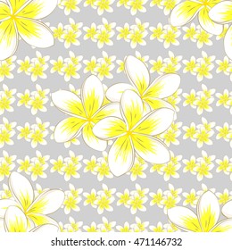 Vector seamless pattern of white plumeria on gray background. Hand drawn. Seamless floral background.