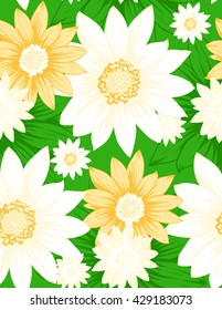 Vector seamless pattern of white and yellow chamomiles. Camomiles, daisies, flowers