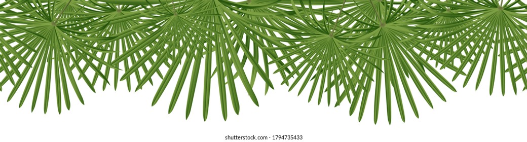 Vector seamless summer petticoat palm leaves on white background.