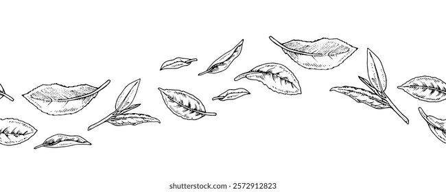 Vector seamless tea leaf border with hand drawn foliage in black and white. Vintage line art style, ideal for labels, packaging, and botanical designs. Elegant and natural with a classic touch