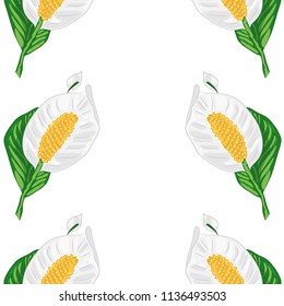Vector Seamless of White Spathiphyllum. Floral Symmetric Pattern. Summer Pattern of White Flower with Green Leafs