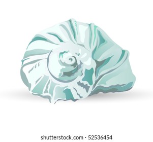 vector seashell