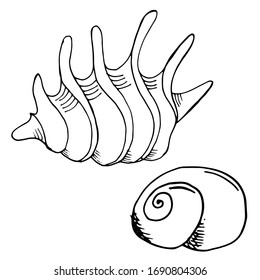 Vector seashell drawings. Summer beach and sea sketch illustrations.