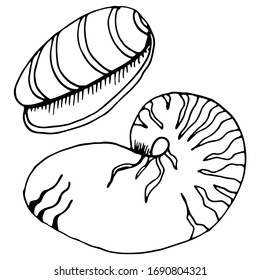 Vector seashell drawings. Summer beach and sea sketch illustrations.
