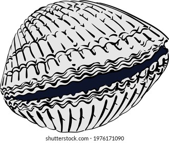 Vector seashell. Hand draw black and white clip art isolated on transparent background