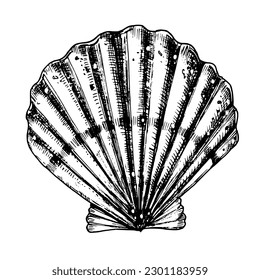 Vector Seashell. Hand drawn illustration of sea Shell on isolated background. Drawing of Scallop on outline style. Sketch of Cockleshell painted by black ink. Underwater line art for icon or logo.