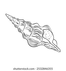 Vector Seashell. Hand drawn illustration of sea Shell on isolated background. Drawing of Scallop on outline style. Sketch of Cockleshell painted by black ink.