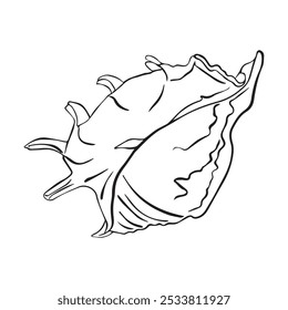 Vector Seashell. Hand drawn illustration of sea Shell on isolated background. Drawing of Scallop on outline style. Sketch of Cockleshell painted by black ink.