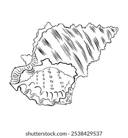 Concha vetorial. Ilustração de concha desenhada à mão em fundo isolado. Desenho em vieira no estilo de contorno. Esboço de concha desenhado com tinta preta