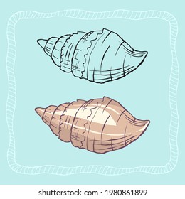 Vector seashell outline and colorful. Beautiful sea element, underwater flora and fauna.  Aquarium, ocean, and undersea water life in hand-drawn or cartoon style.