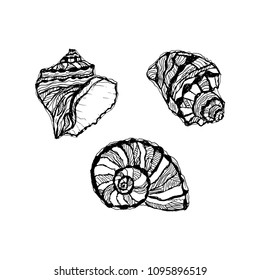 Vector seashell set. Hand drawn illustration of sketches mollusk sea shells.
