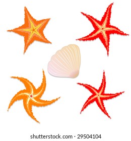 vector seashell and starfish