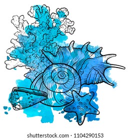 vector seashells at blue watercolor background , hand drawn illustration, sea composition