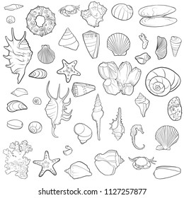 vector seashells, coral and starfishes, hand drawn illustration
