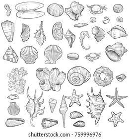 vector seashells, coral and starfishes, hand drawn illustration