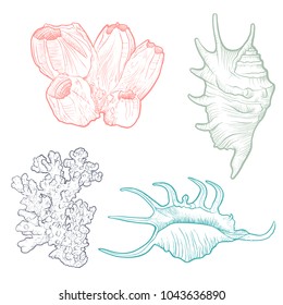 vector seashells, corals and barnacle, hand drawn illustration