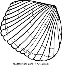 Vector seashells. Hand drawing illustration with engraving line. A collection of realistic sketches of various mollusk shells of various shapes. River shell. For cards, posters, stickers  and design.