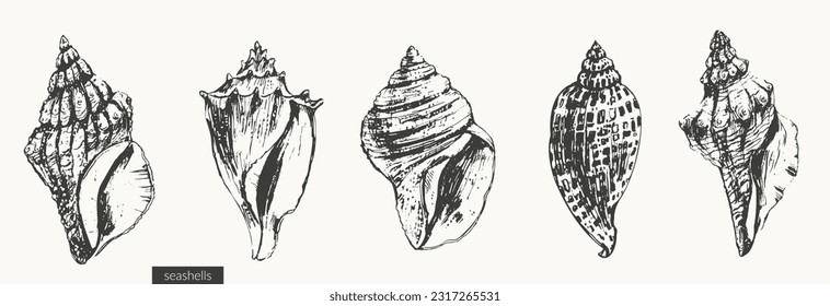 Vector seashells  illustration set. Black ink sketch of shells types. Wild life ocean background, organic beauty product, summer design.