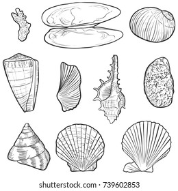 vector seashells, sea stone and coral, hand drawn illustration
