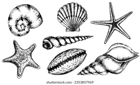 Vector Seashells set. Hand drawn illustration of sea Shells on isolated background. Drawing of Scallop and Starfish on outline style. Sketch of Cockleshell painted by black ink. Underwater line art.