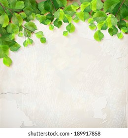 Vector season background with tree branches, green leaves, decorative white plaster wall backdrop with subtle delicate grunge texture of surface