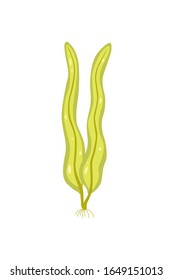 Vector seaweed icon isolated on whire. Sea coral and underwater marine plant.