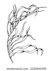 Vector Seaweed illustration. Hand drawn drawing of Algae in outline style painted by black inks on white isolated background. Line art of underwater laminaria. Engraving of marine plant for cosmetics.