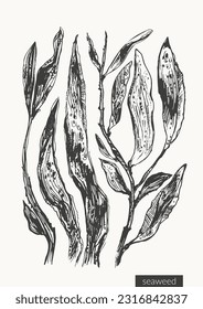 Vector seaweed illustration set. Black ink sketch of ocean plants, branches. Organic product background design.