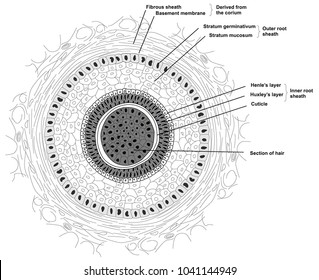 5,152 Hair Cuticle Images, Stock Photos & Vectors 