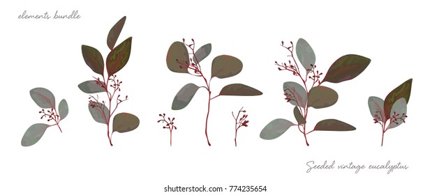 Vector seeded Eucalyptus tree vintage antique red blue leaves, branches floral natural  decorative elements set, bundle. Watercolor hand drawn elegant designer objects. Invite card greeting decoration