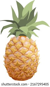 Vector semi realistic isolated pineapple fruit, whole pineapple with leaves. White background