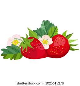 Vector separated illustration of strawberries and leaves.