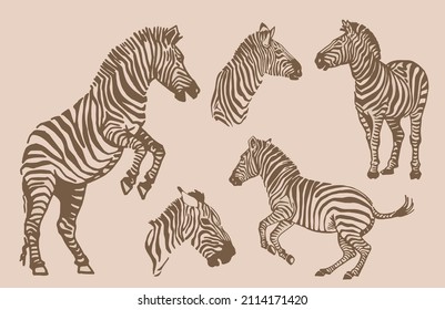 Vector sepia collection of zebras, graphical elements of zebra. Abstract stripy animals