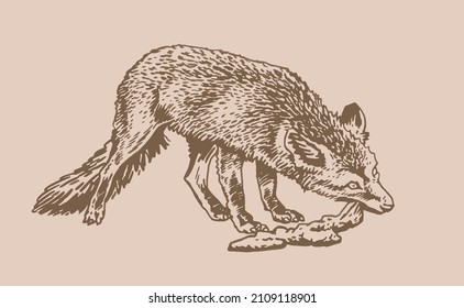 Vector sepia fox eating meat , vector illustration, meal time for fox