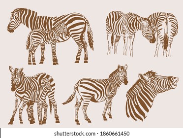 Vector sepia illustration, set of zebras , vintage pattern