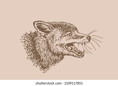 Vector sepia portrait of fox, vector angry fox with open mouth 
