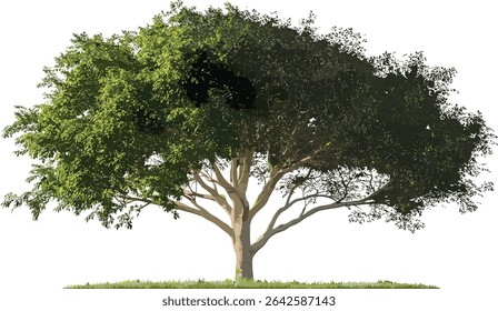 Vector serenity trees isolated, transparent backgrounds, peaceful nature, calm transition, tranquil landscape, green trees design, isolated nature vector, serene environment