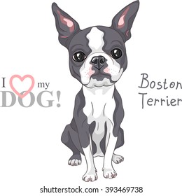Vector Serious dog Boston Terrier breed sitting
