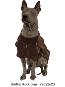 vector serious Dog of red color Thai Ridgeback breed sitting in a brown jacket