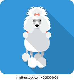 Vector serious dog white Poodle icon flat design 