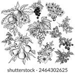 Vector set of 11 fruits and berries in engraving style. Cherries, grape, apples, rose hips, raspberries, blackberries, cloudberries, lingonberries, blueberries, pear, currant 