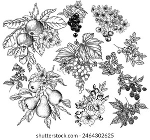 Vector set of 11 fruits and berries in engraving style. Cherries, grape, apples, rose hips, raspberries, blackberries, cloudberries, lingonberries, blueberries, pear, currant 