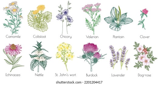 Vector set of 12 medicinal herbs and plants. Linear chamomile, chicory, clover, lavender, plantain, valerian, echinacea, rosehip, coltsfoot, ginkgo, burdock, rosemary, nettle, St. John's wort