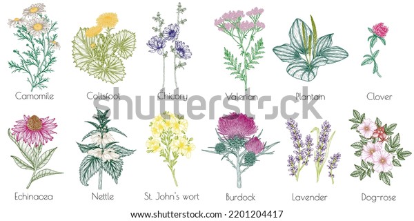 Vector Set 12 Medicinal Herbs Plants Stock Vector (Royalty Free ...